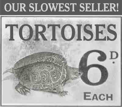 Woolworth used to sell tortoises, but they were very slow