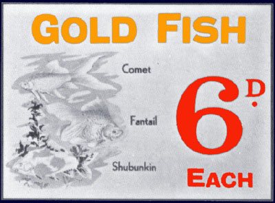 Goldfish for sixpence - the pet department at Woolworths, which operated in selected large stores until the early 1960s